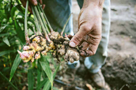 How to Differentiate Between Jerusalem Artichokes and Wild Sunflowers Image